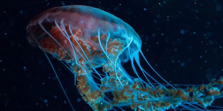 Jellyfish on display at the Shedd Aquarium in Chicago.