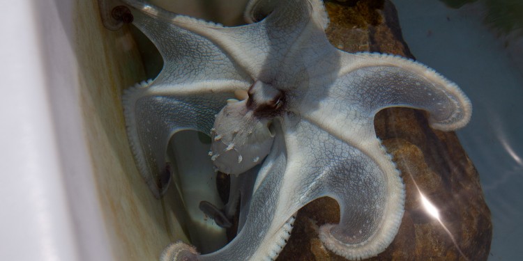 Octopus use specialised skin cells called chromatophores to change colour. These cells also allow them to make changes to the opacity and reflectivity of their body. The shifts can take place in a fraction of a second.