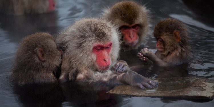 Japanese macaques live in matrilineal societies with each troop averaging about 41 individuals. In some ways the brains of macaques show more similarities to our own than those of apes and chimpanzees.